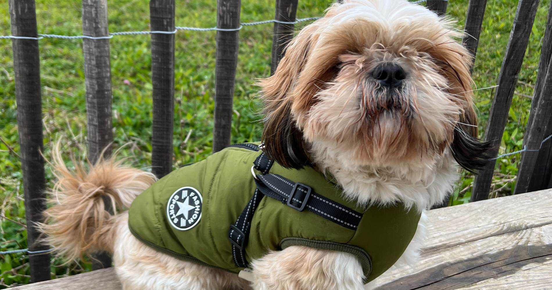 Le monde de Poppy - Gilet harnais pour chien