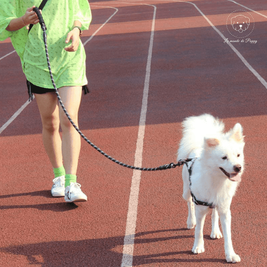 ClimbLeash : Laisse ultra résistante et réfléchissante - Premium - Le monde de Poppy