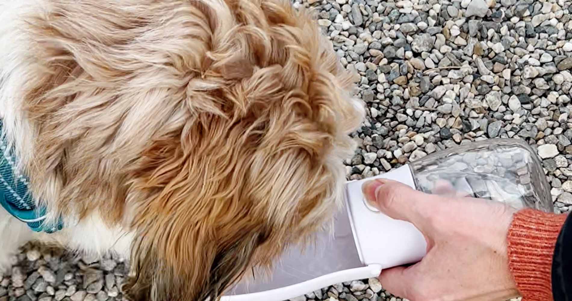 Le monde de Poppy - Gourde d'eau portable 2 en 1 pour votre chien en promenade | DogBottle